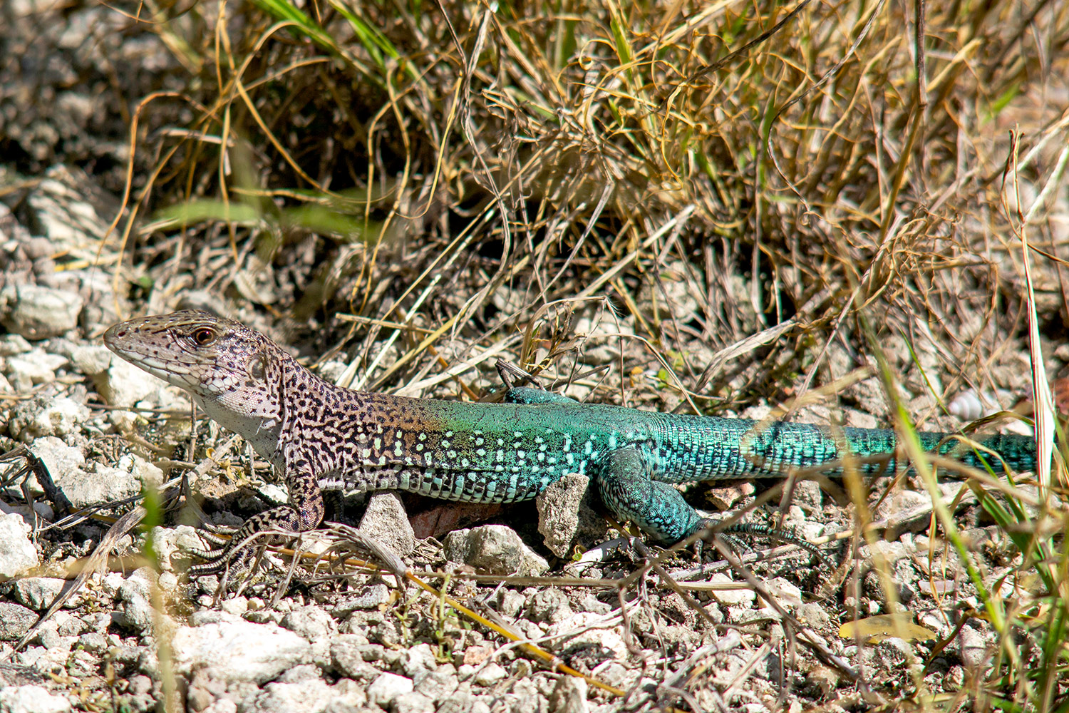 Ameiva  Barbados