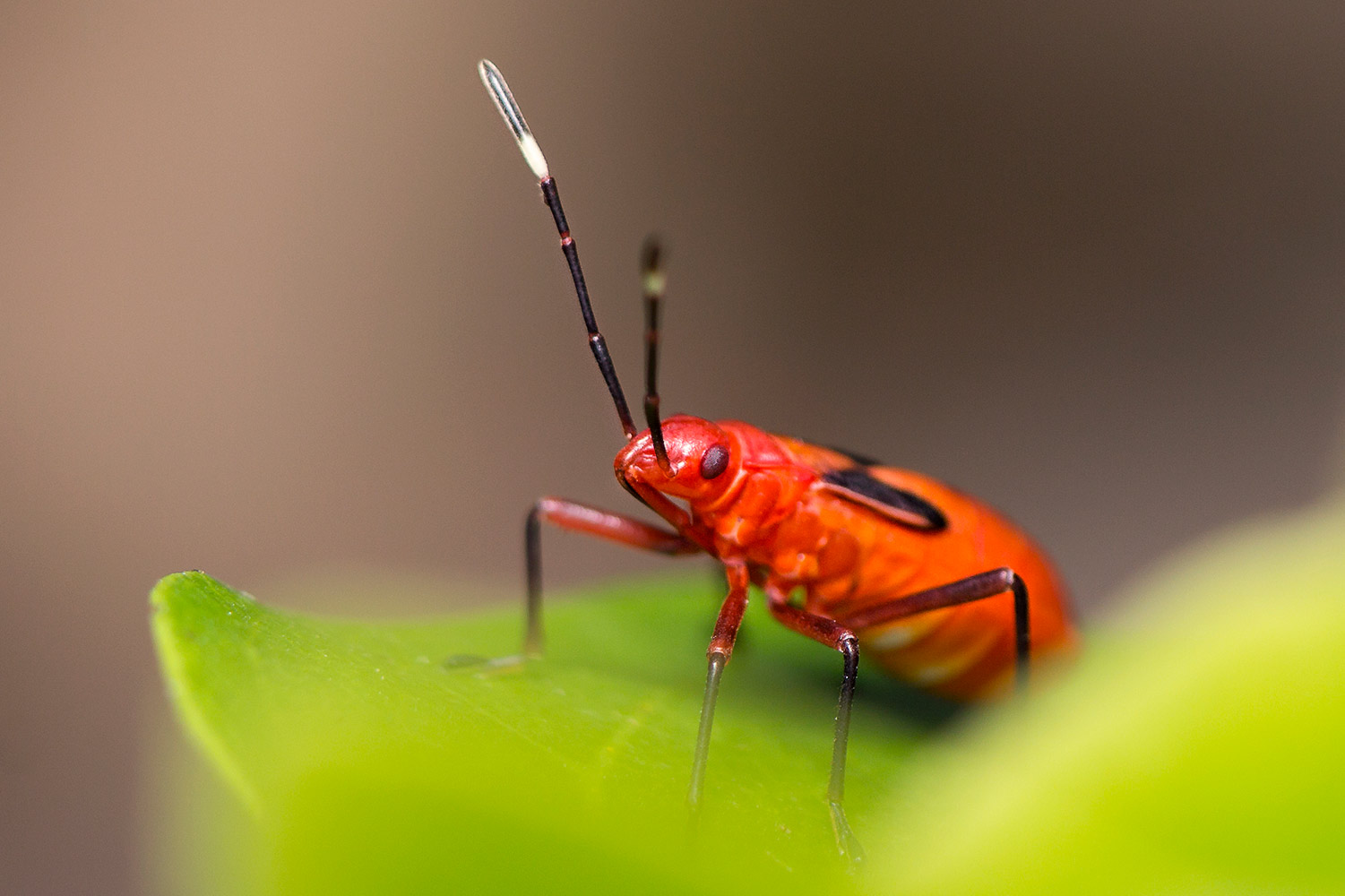The Red Cotton Stainer Barbados