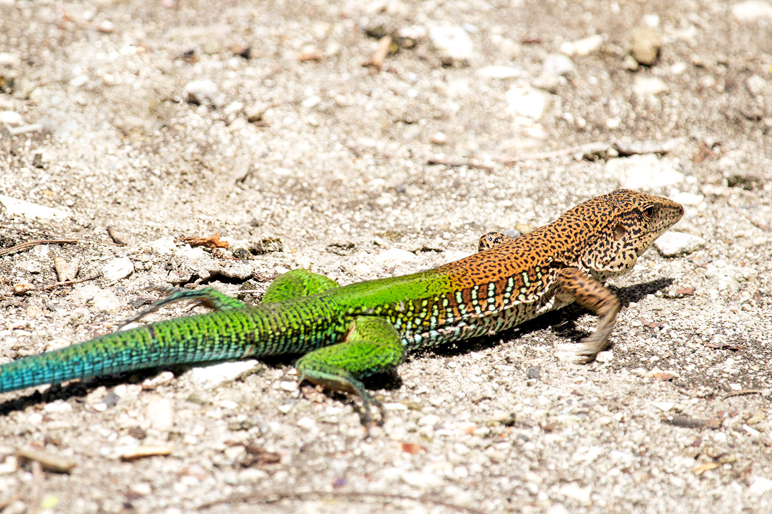 Ameiva  Barbados