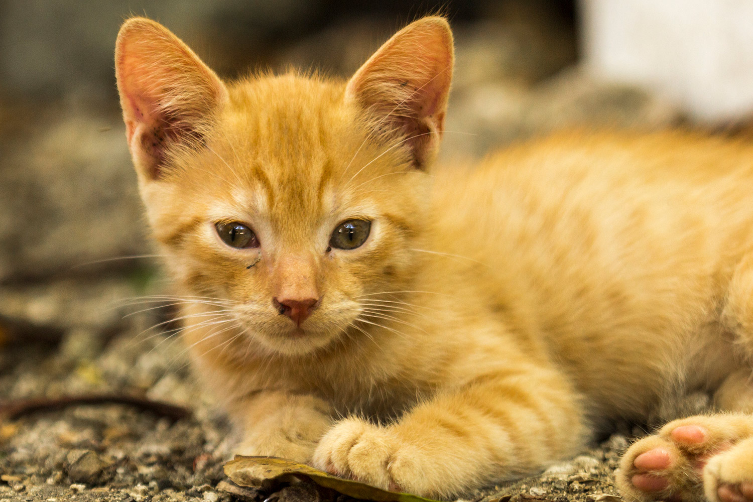 Feral & Domesticated Cats Barbados