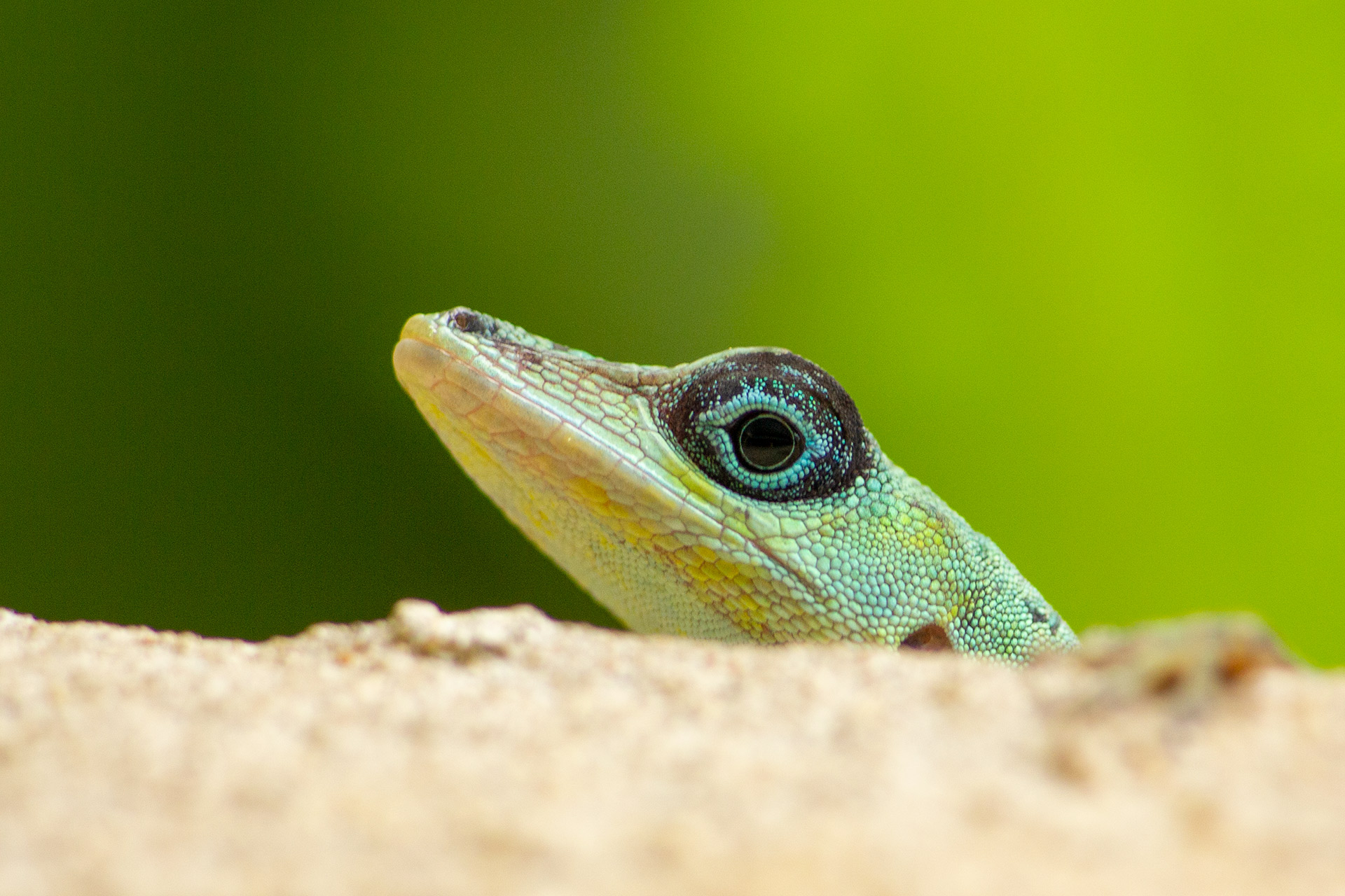 Green Anole Barbados