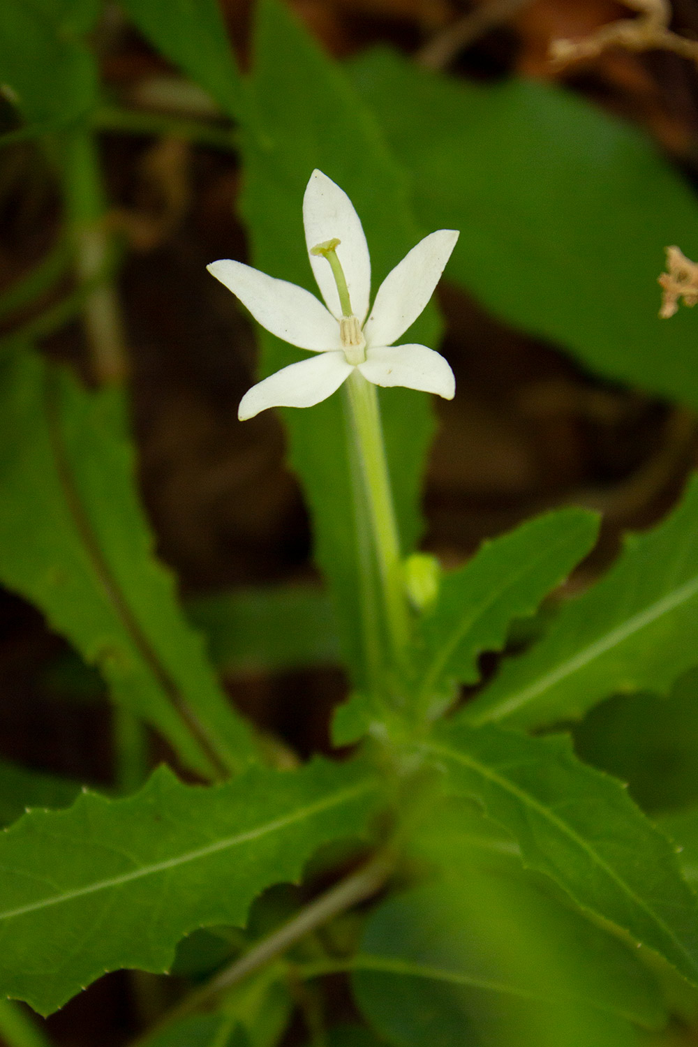 Star of Bethlehem Barbados