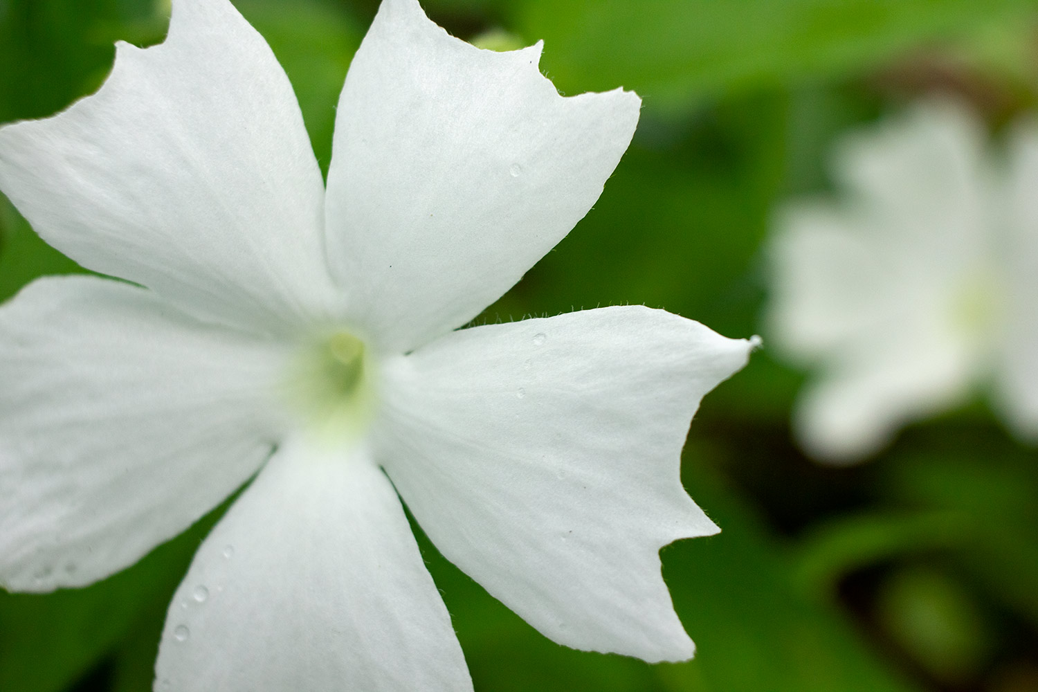 The Whitelady Barbados