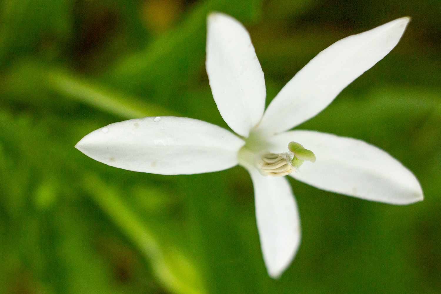 Star of Bethlehem Barbados