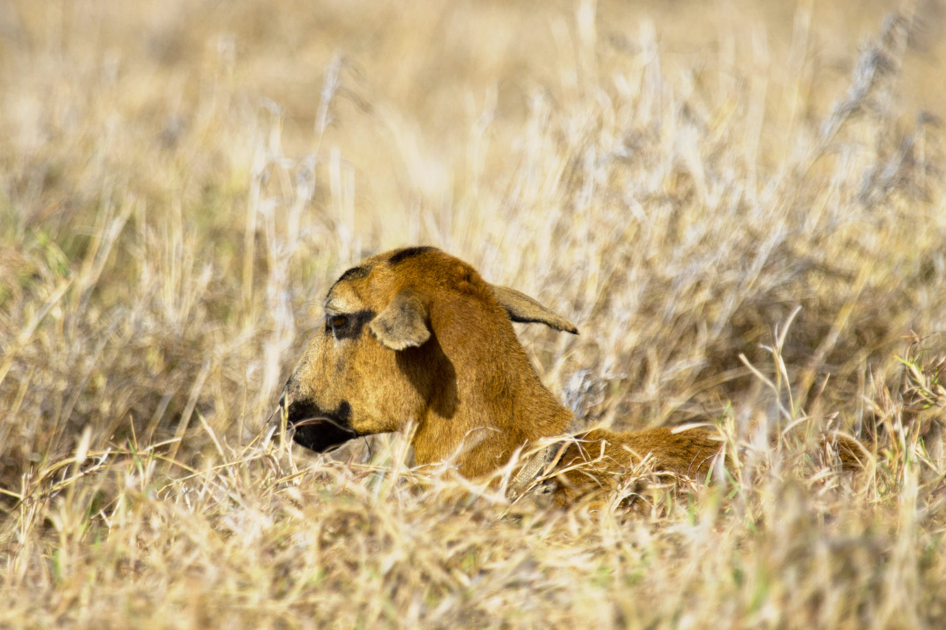 Black Belly Sheep Barbados