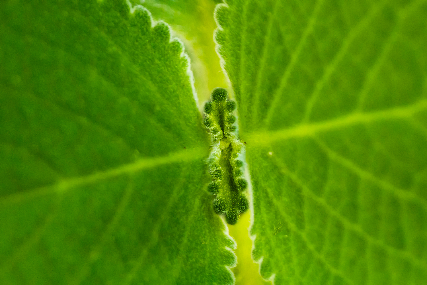 Broad Leaf Thyme Barbados