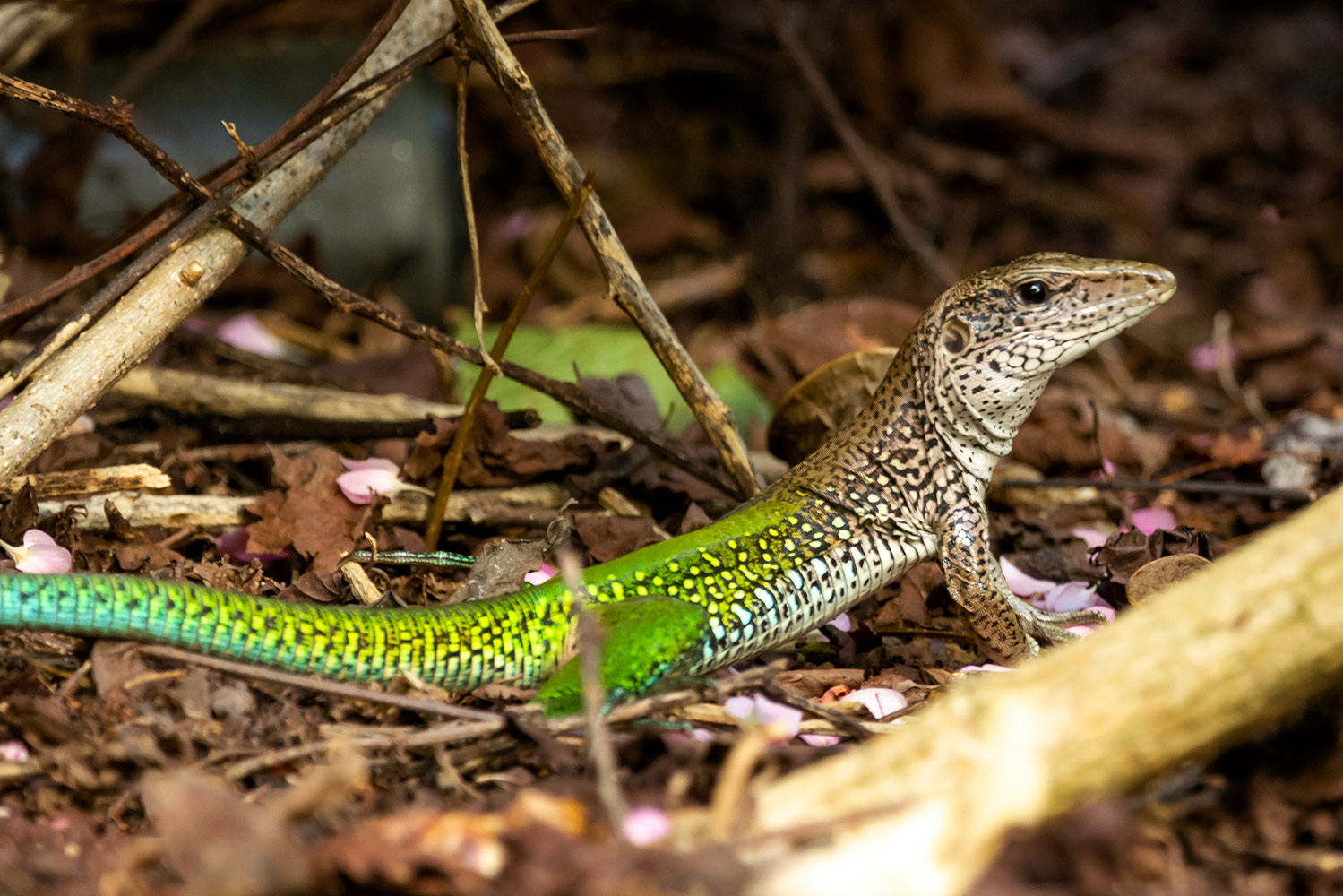 Ameiva  Barbados