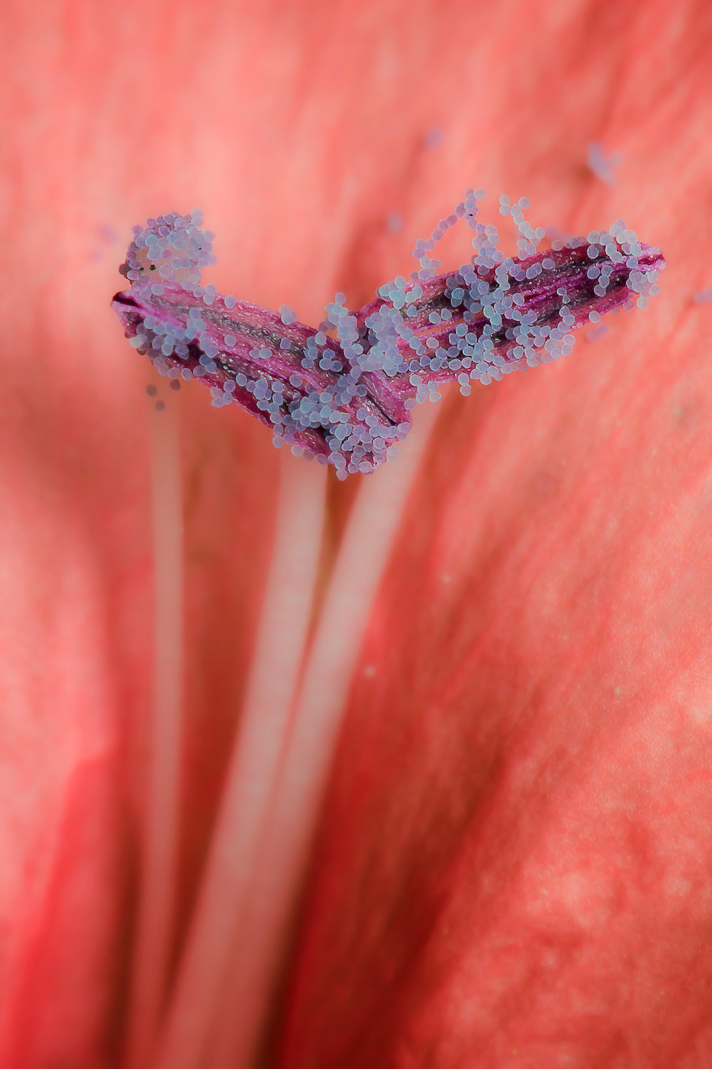 Coral Creeper Barbados