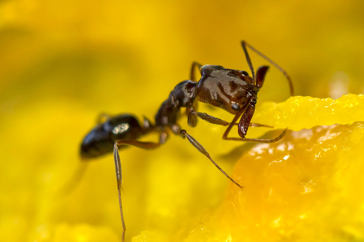 Trap-Jaw Ants Barbados
