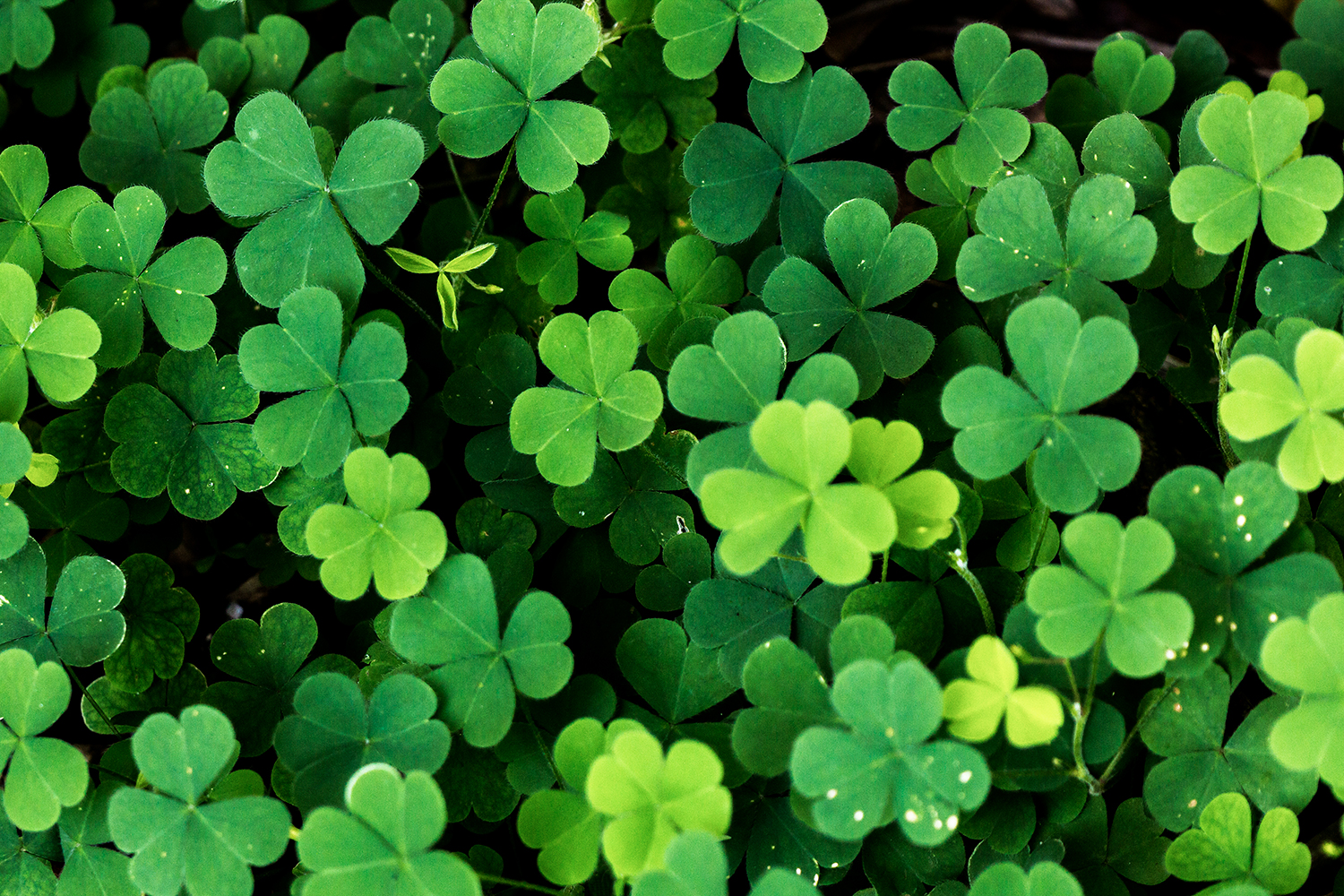 Creeping Woodsorrel Barbados