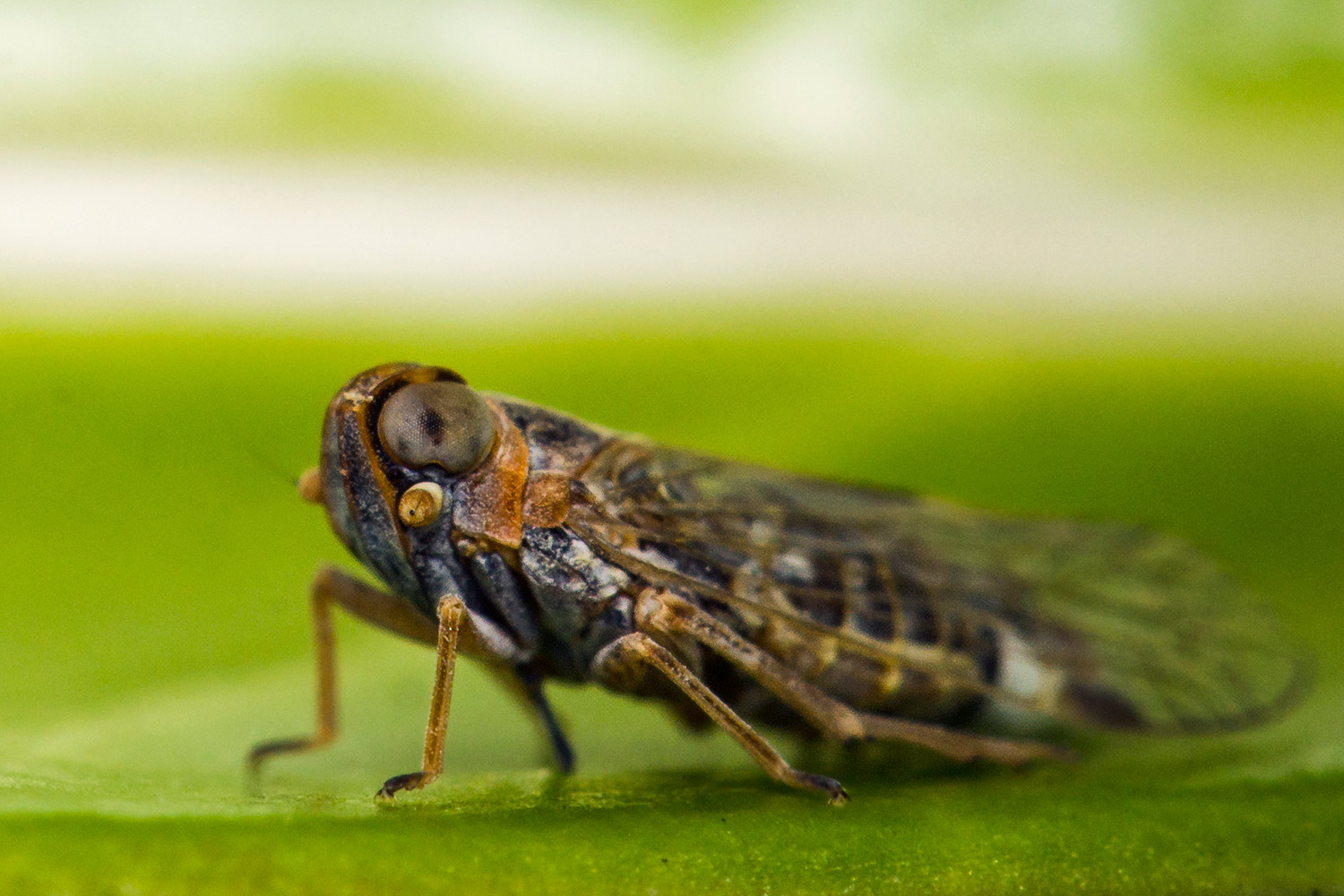 Cixiidae Planthoppers Barbados