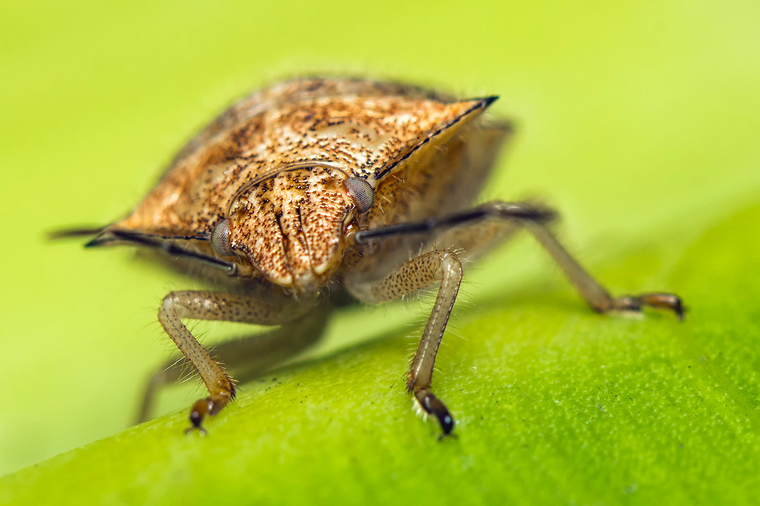 Red  Shouldered Stink Bug Barbados