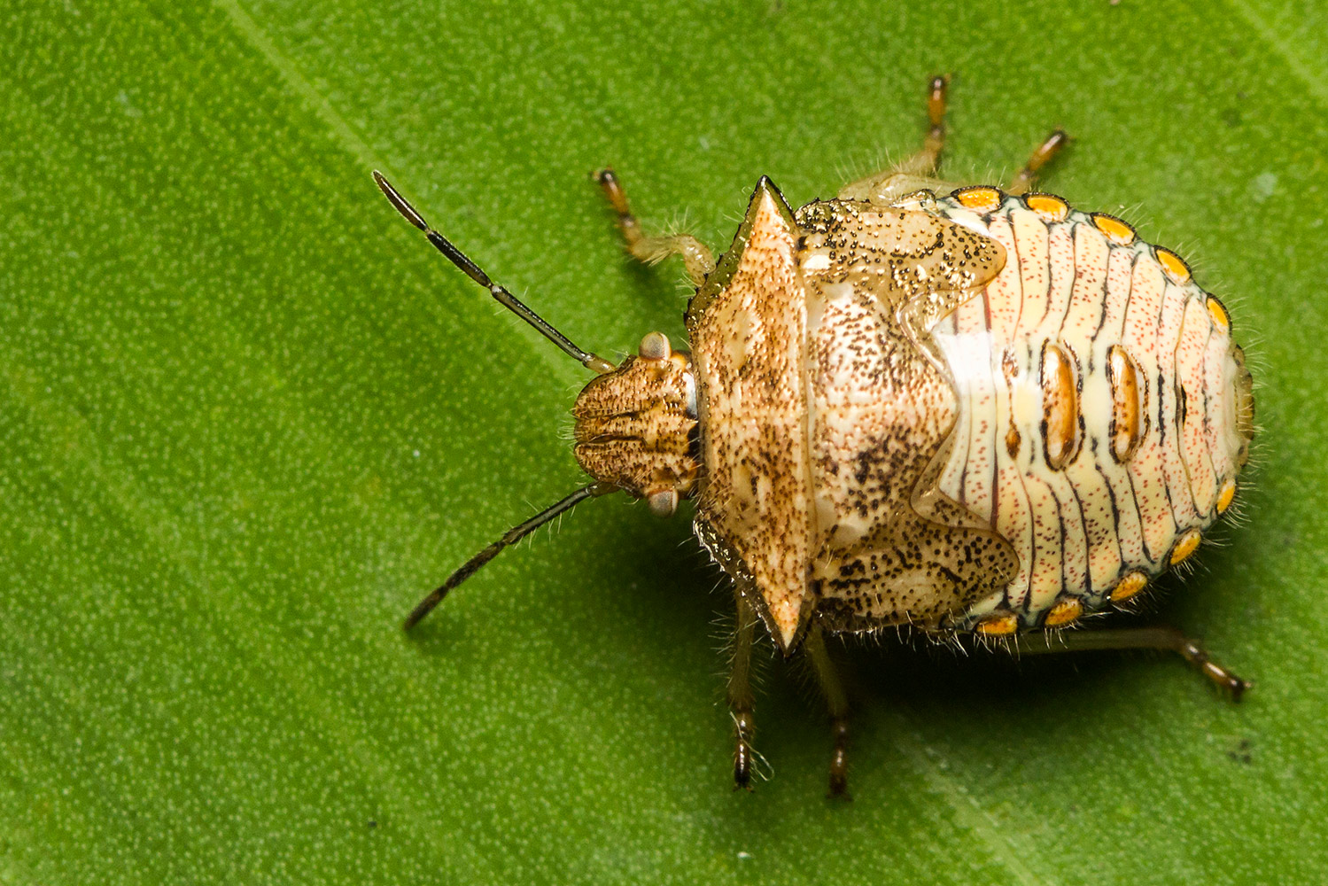 Red  Shouldered Stink Bug Barbados