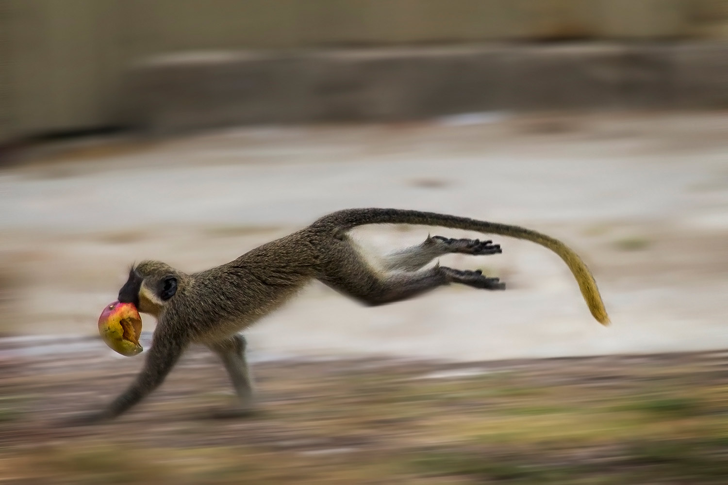 Barbados Green Monkey Barbados