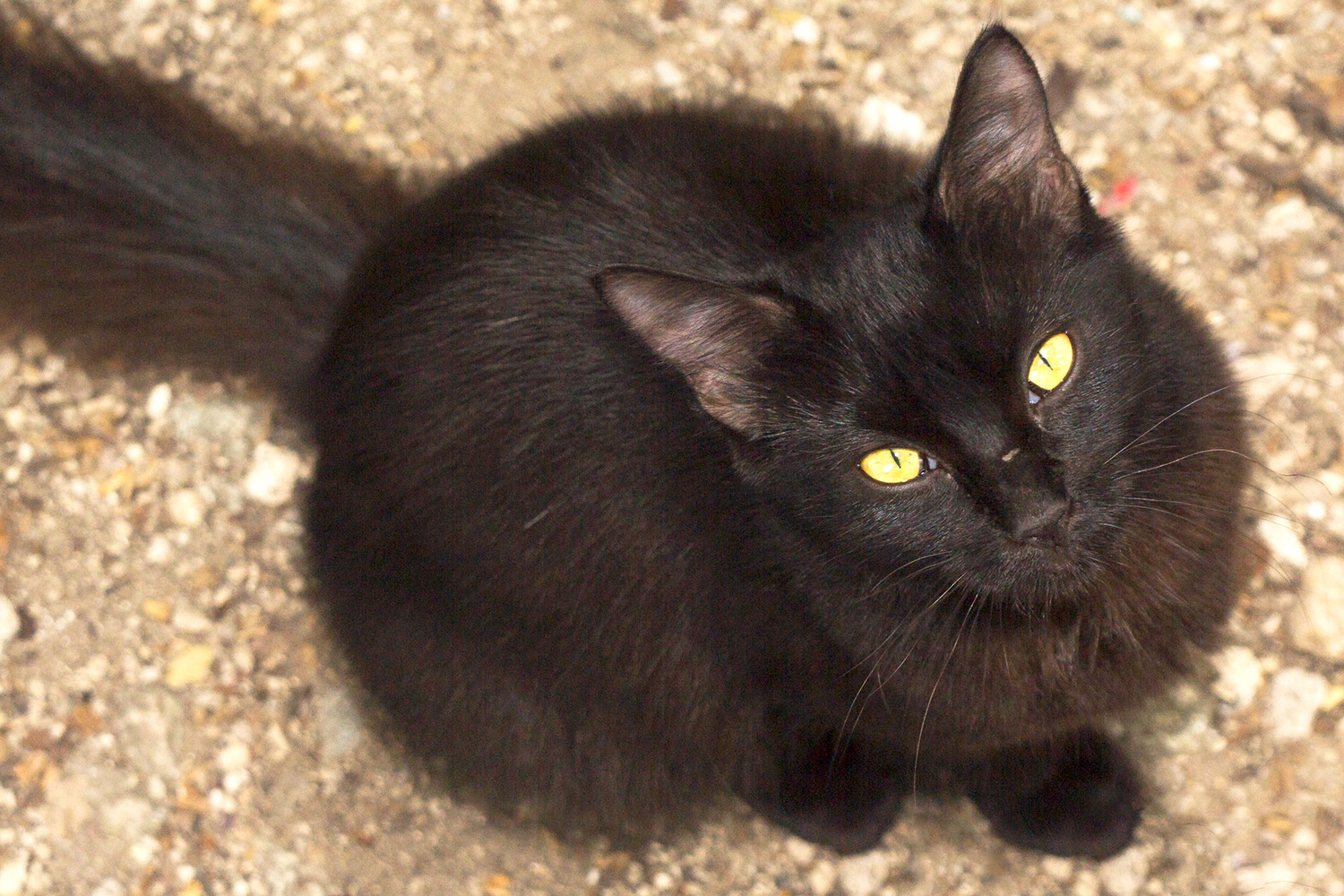 Feral & Domesticated Cats Barbados