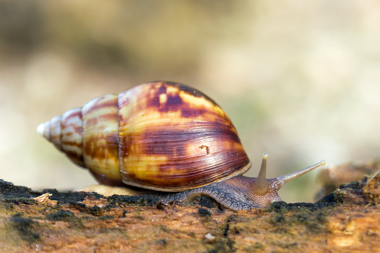 Giant African Snail Barbados