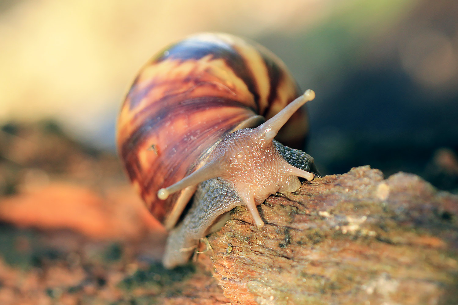 Giant African Snail Barbados