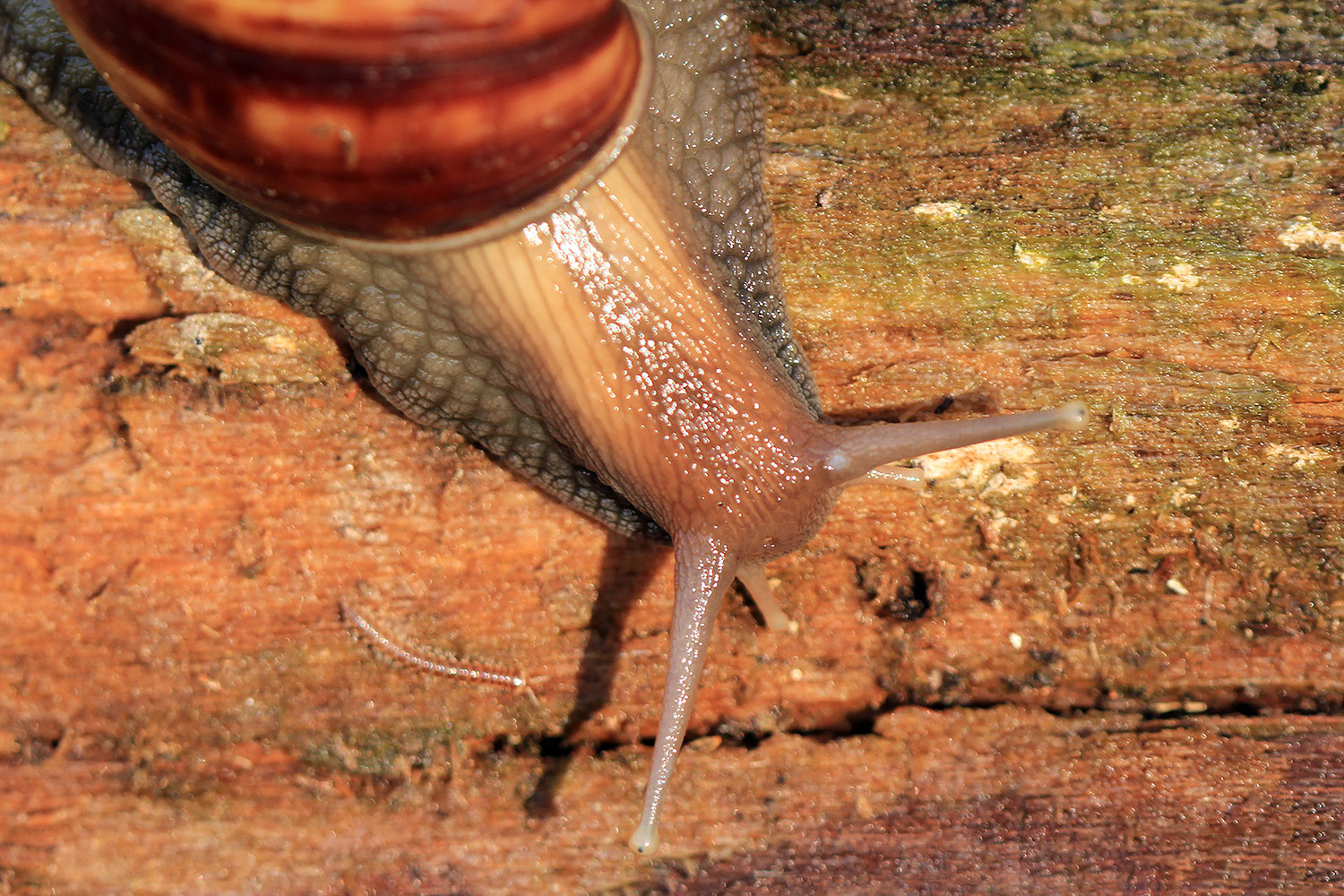 Giant African Snail Barbados