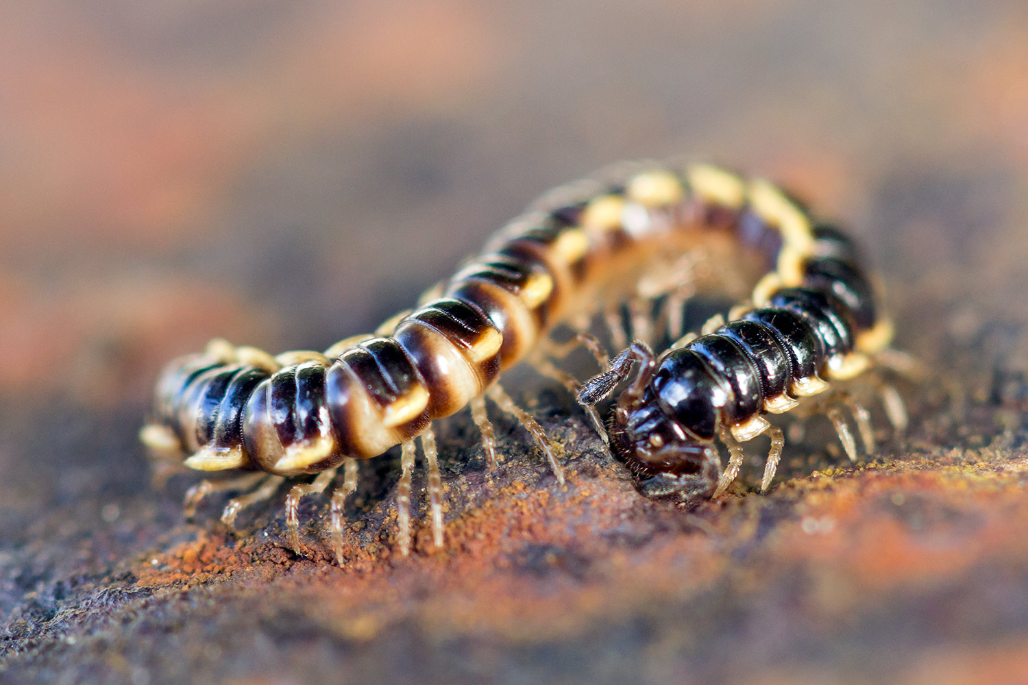 Long-Flange Millipede Barbados