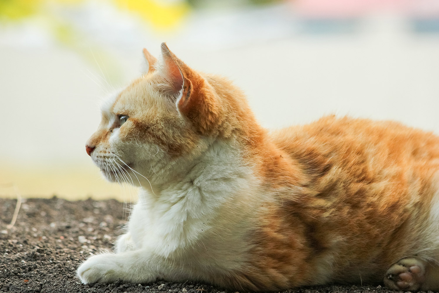 Feral & Domesticated Cats Barbados