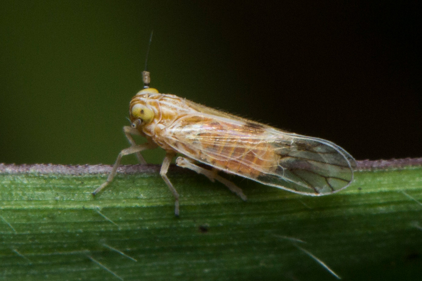 Cixiidae Planthoppers Barbados