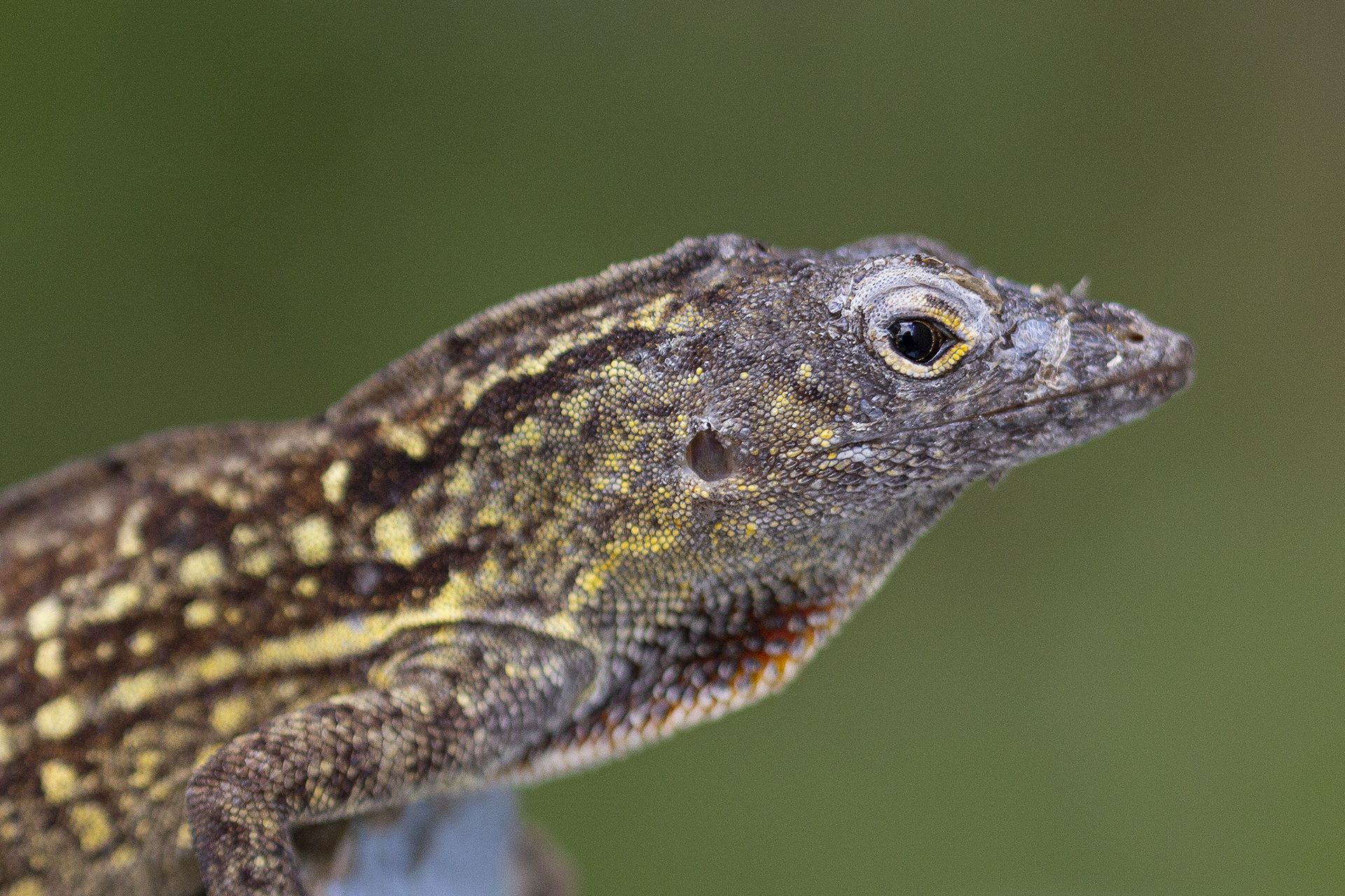 Brown Anole Barbados