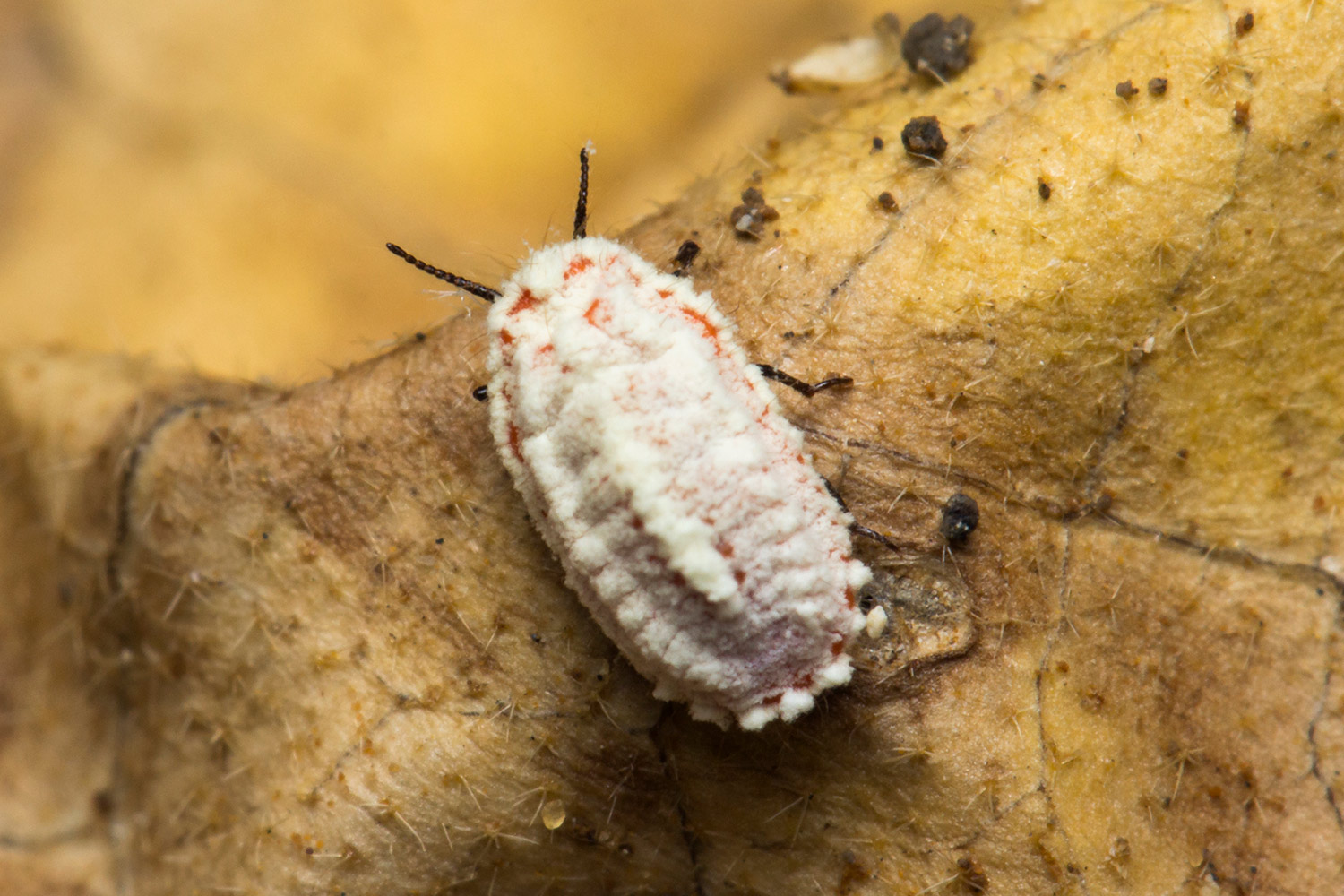 White Partridge Pea Bug Barbados