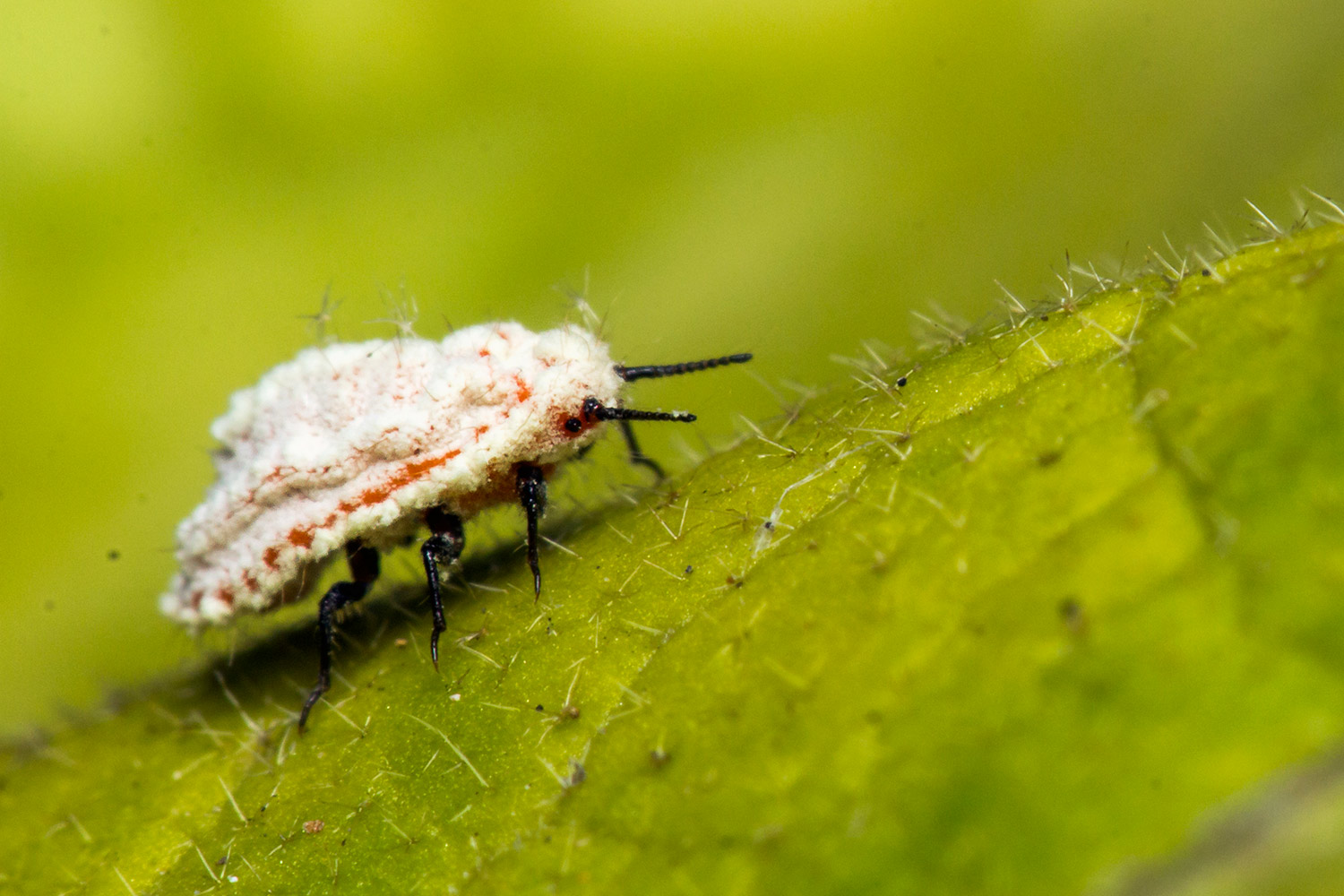 White Partridge Pea Bug Barbados