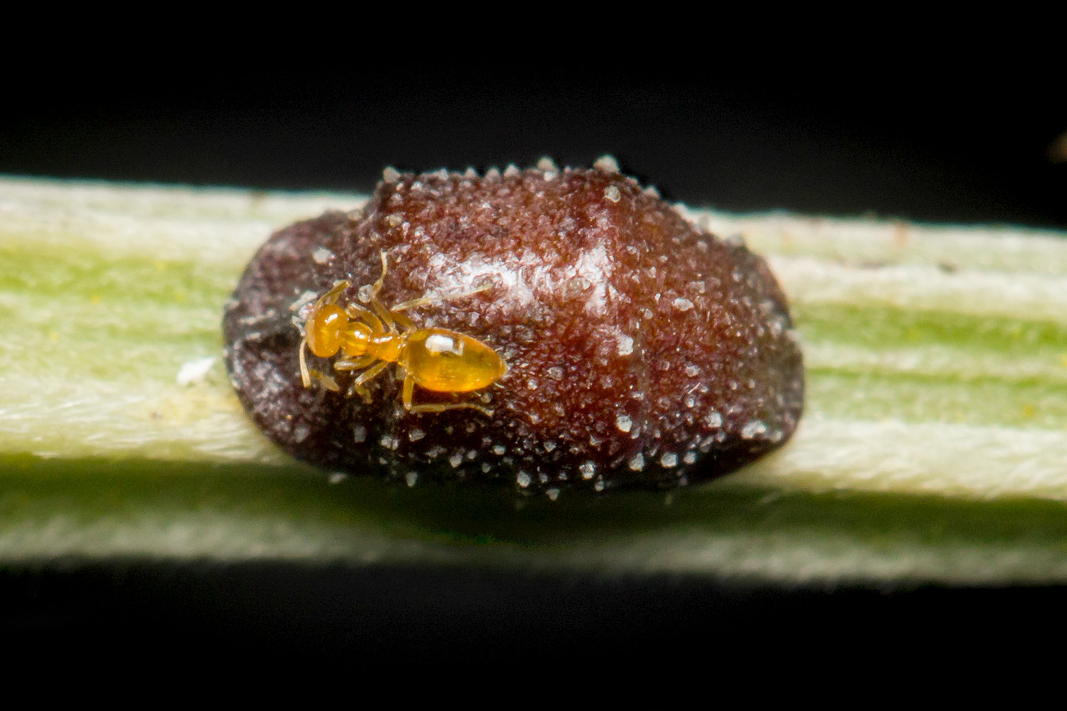 Brown Apricot Scale Barbados