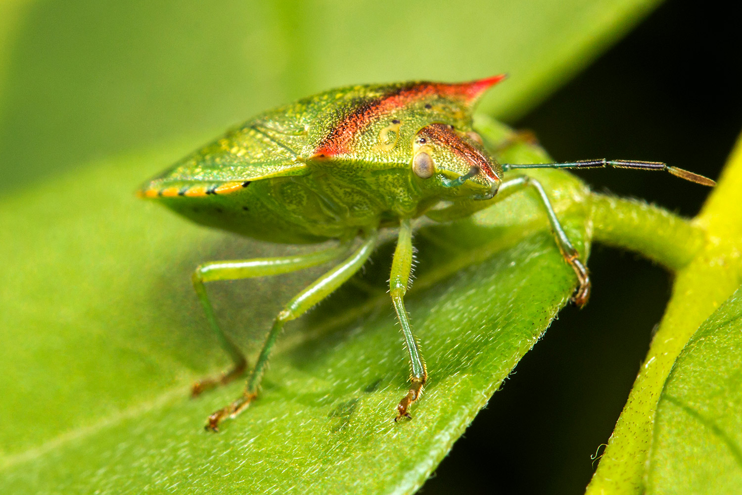 Red  Shouldered Stink Bug Barbados