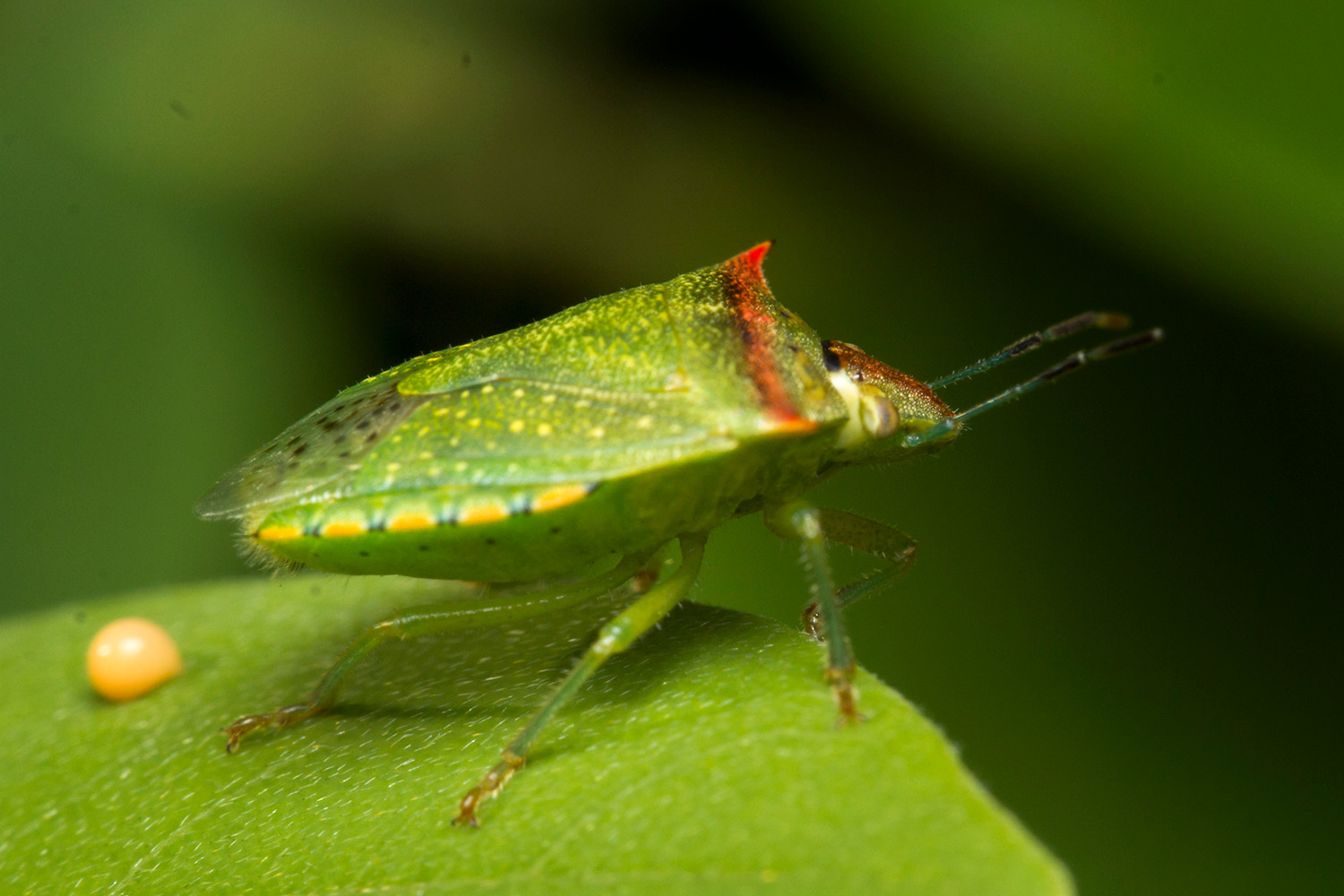 Red  Shouldered Stink Bug Barbados