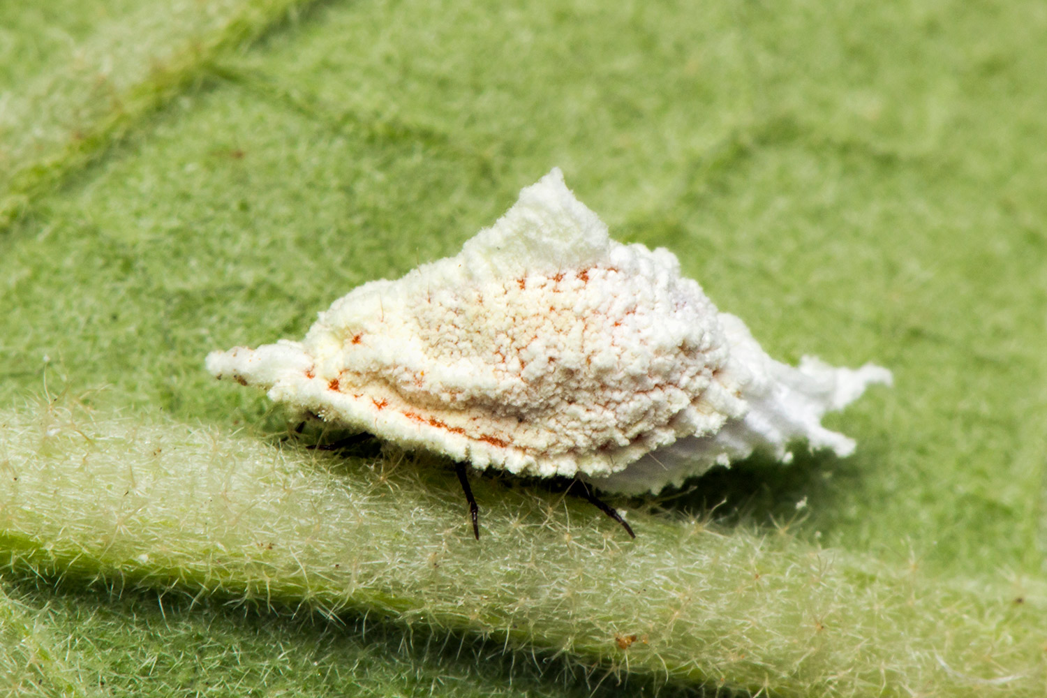 White Partridge Pea Bug Barbados