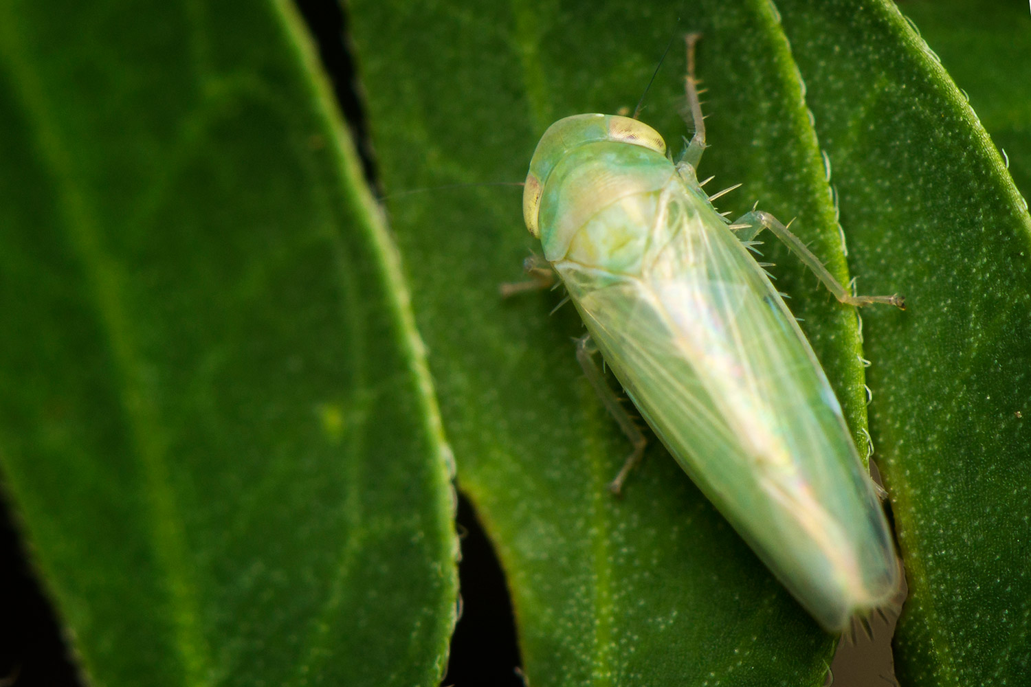 Gyponine Leafhopper Barbados