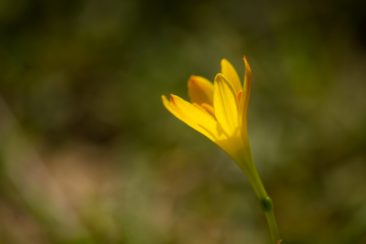 Yellow Rain Lily Barbados