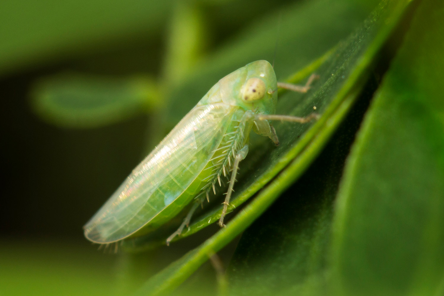 Gyponine Leafhopper Barbados