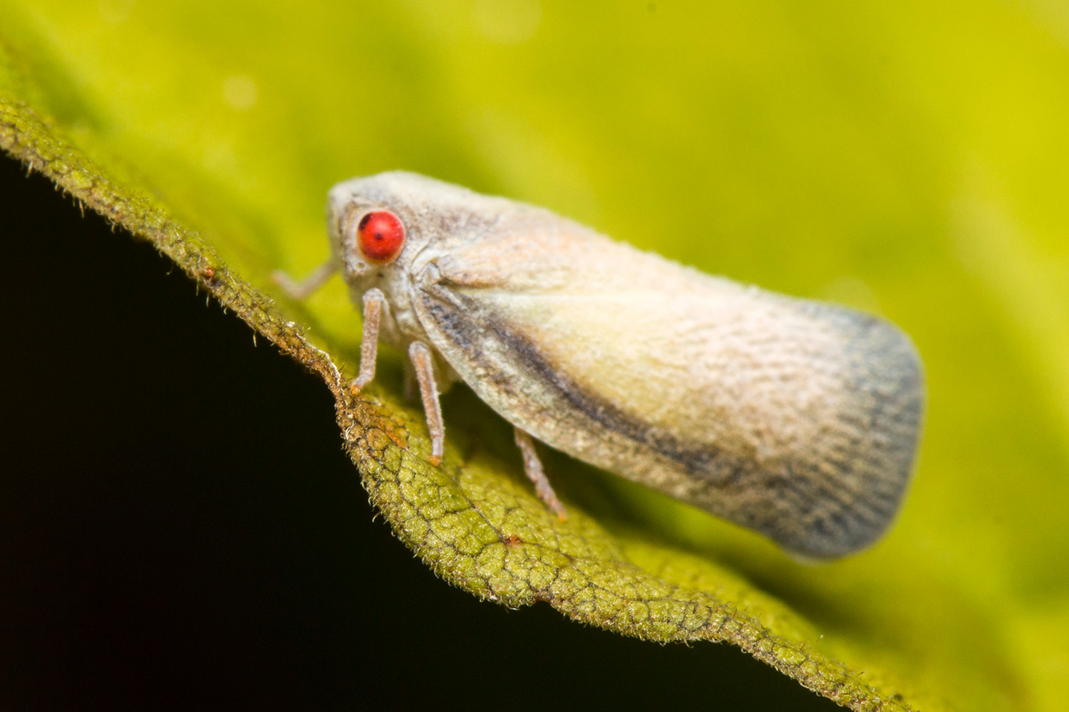 Flatid Planthopper Barbados