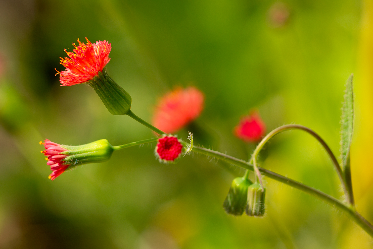 Florida Tasselflower Barbados