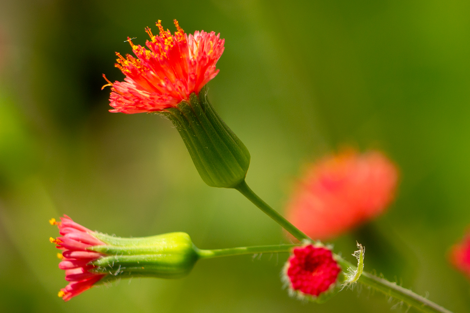 Florida Tasselflower Barbados