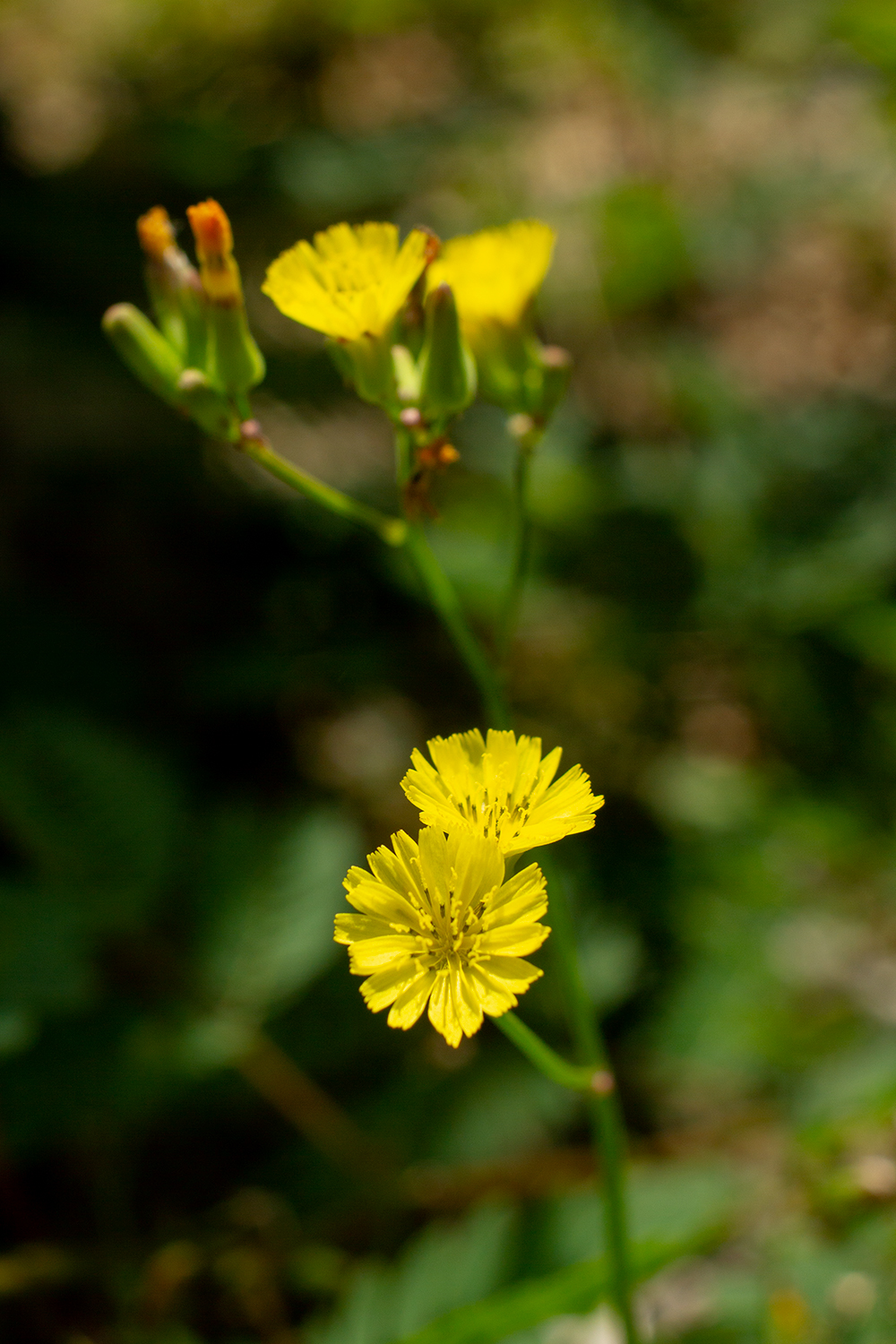 False Hawksbeard Barbados