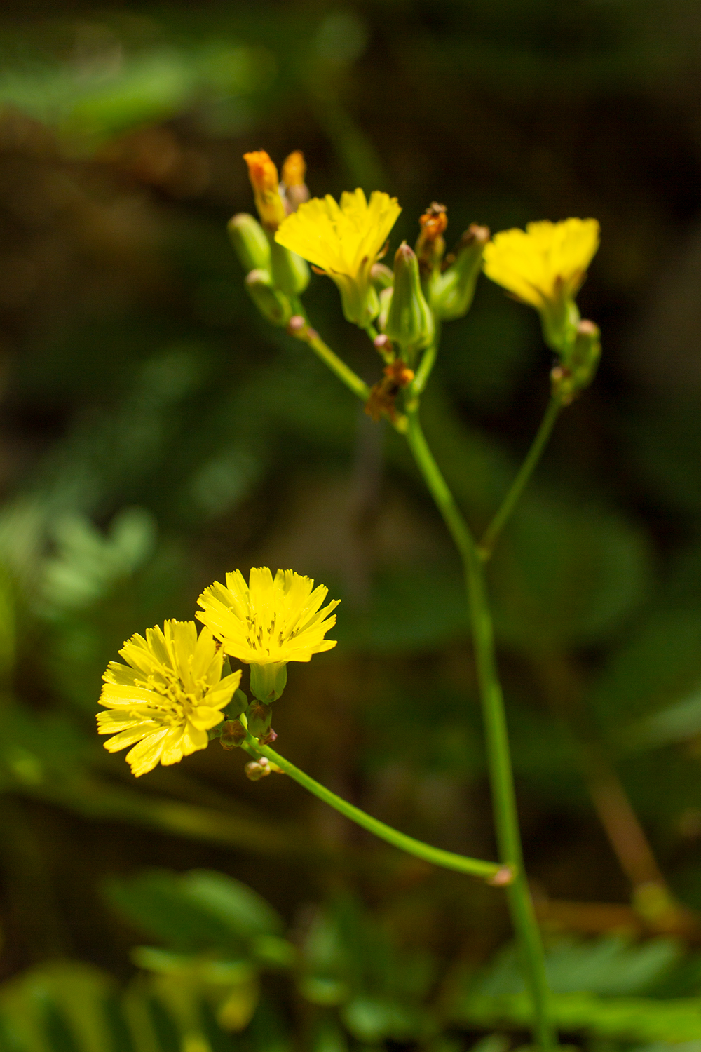 False Hawksbeard Barbados