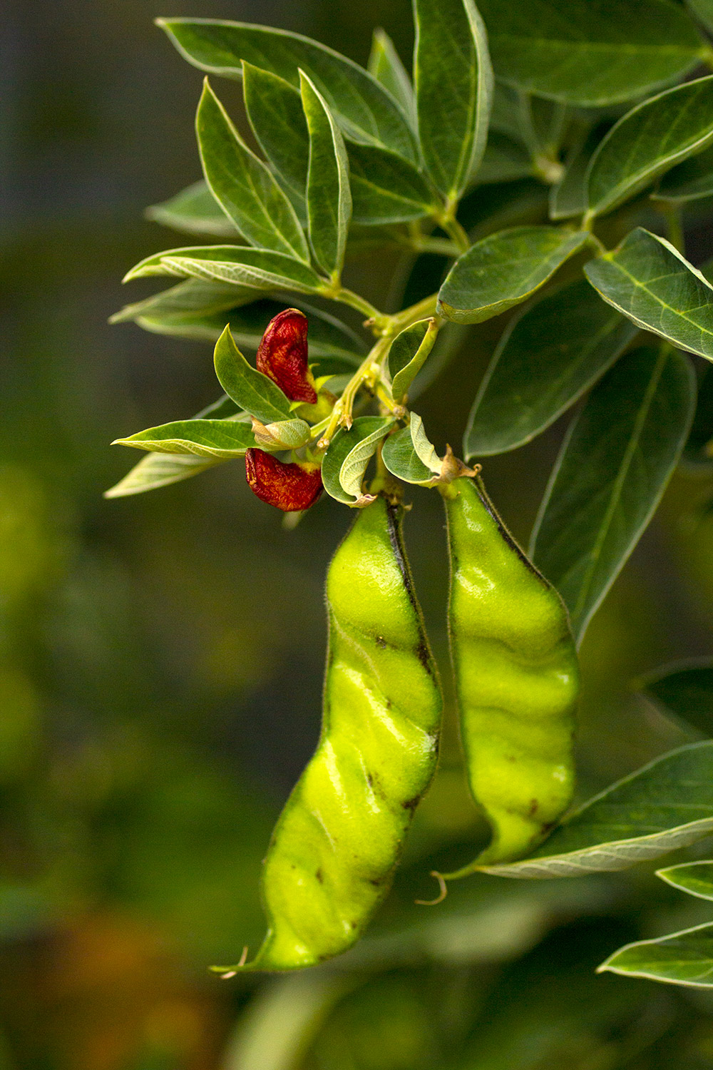 Pigeon Peas Barbados