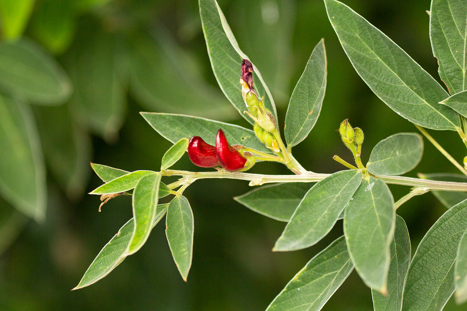 Pigeon Peas Barbados