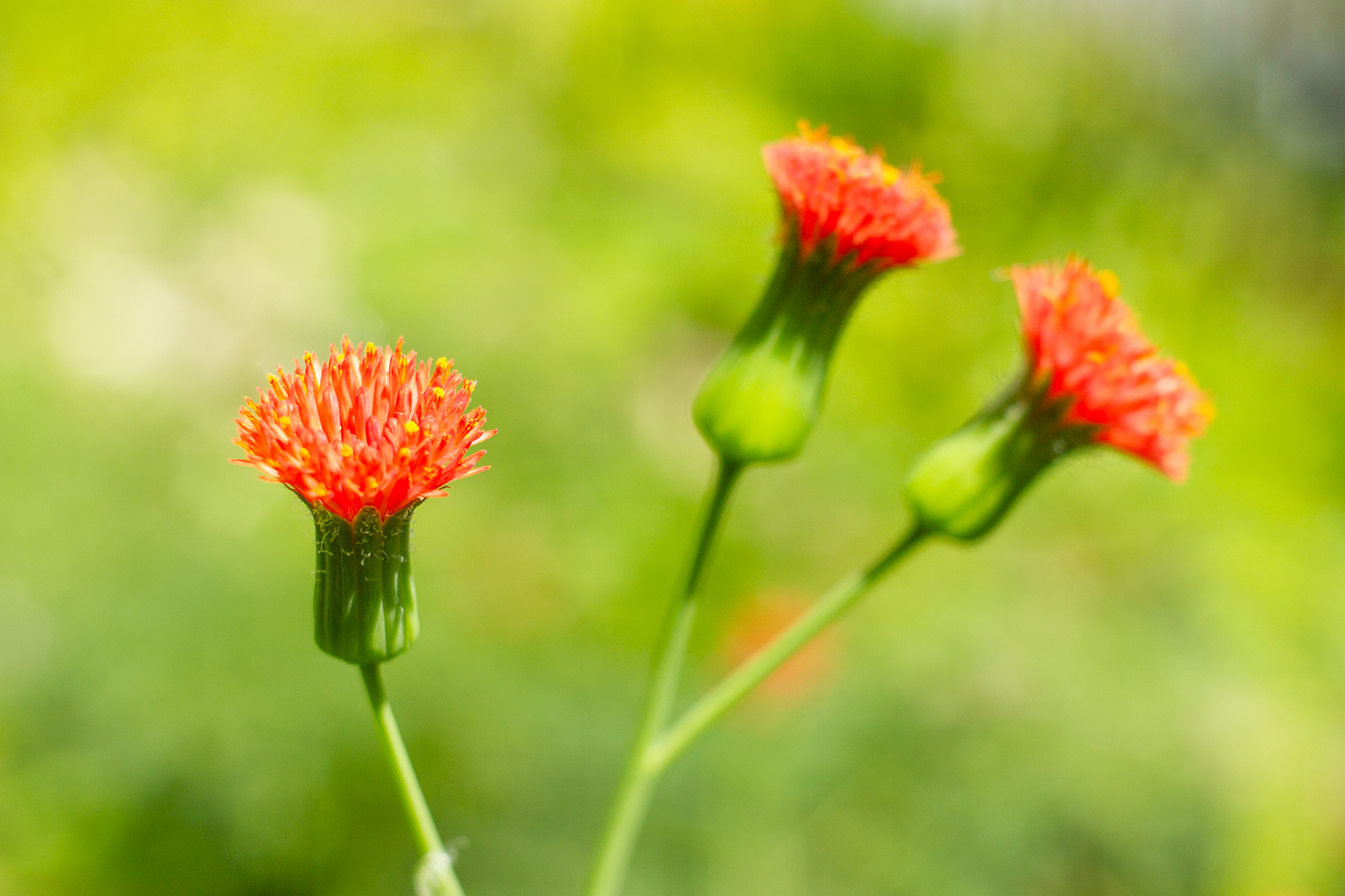 Florida Tasselflower Barbados