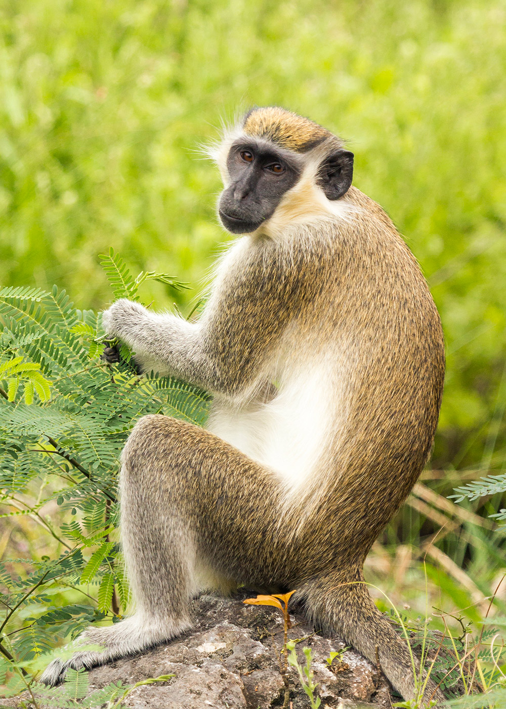Barbados Green Monkey Barbados
