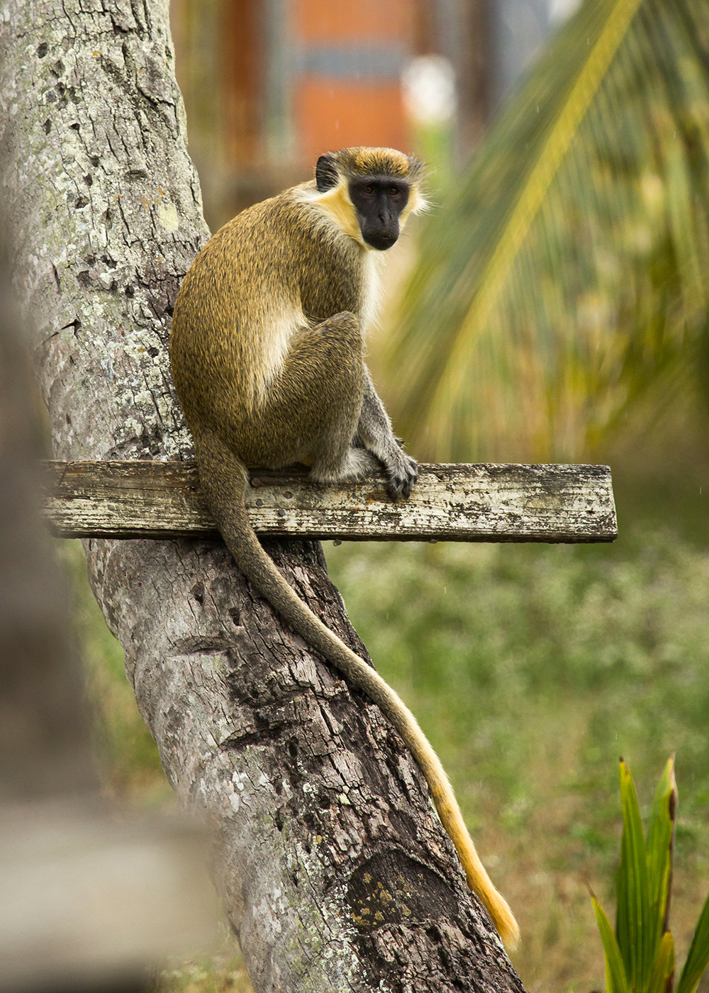 Barbados Green Monkey Barbados