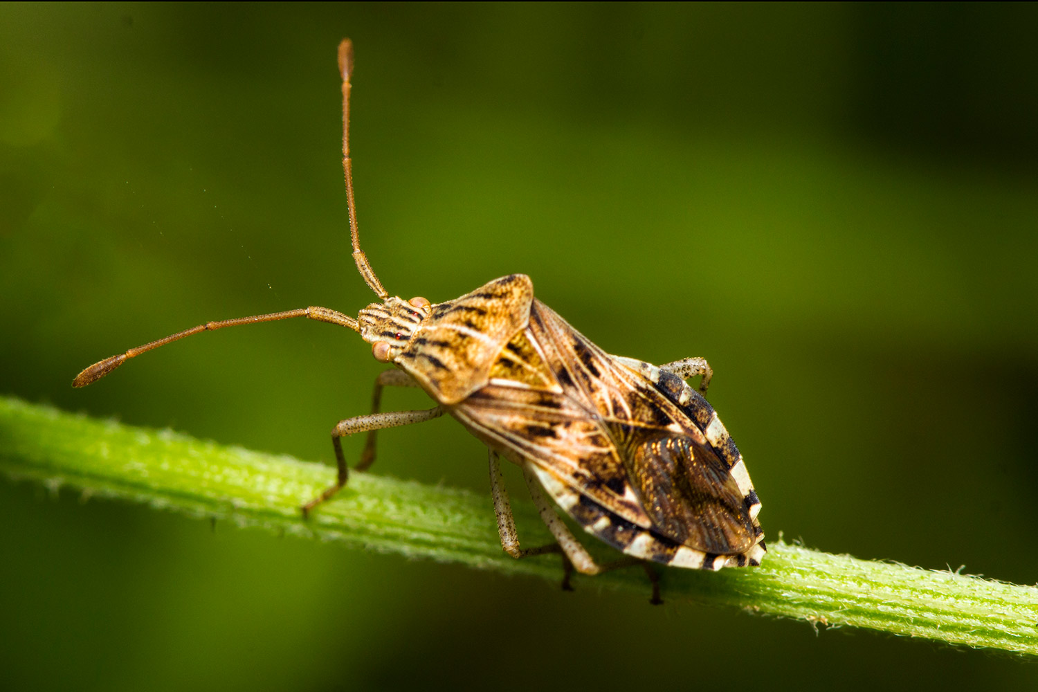 Squash Bug Barbados