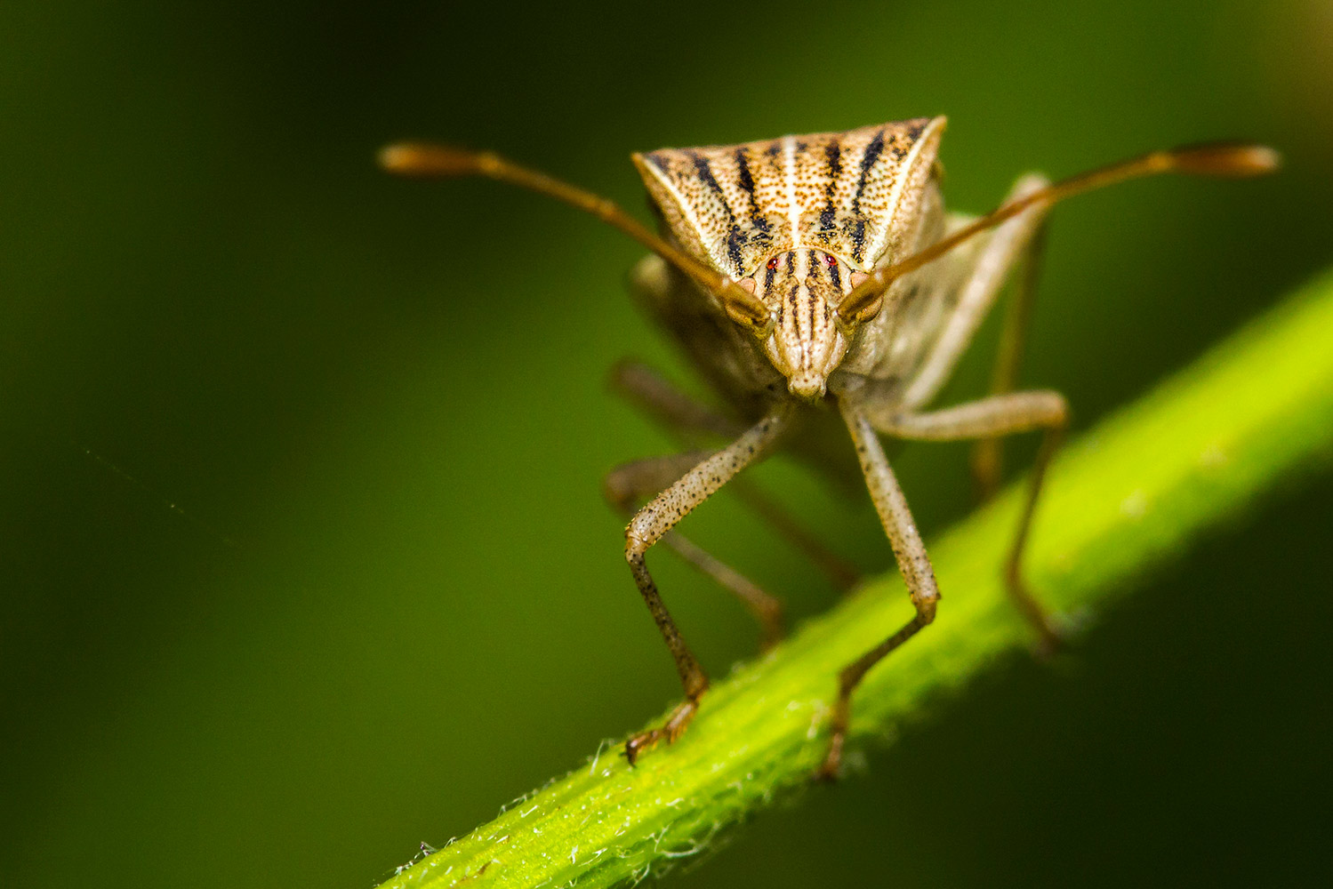Squash Bug Barbados