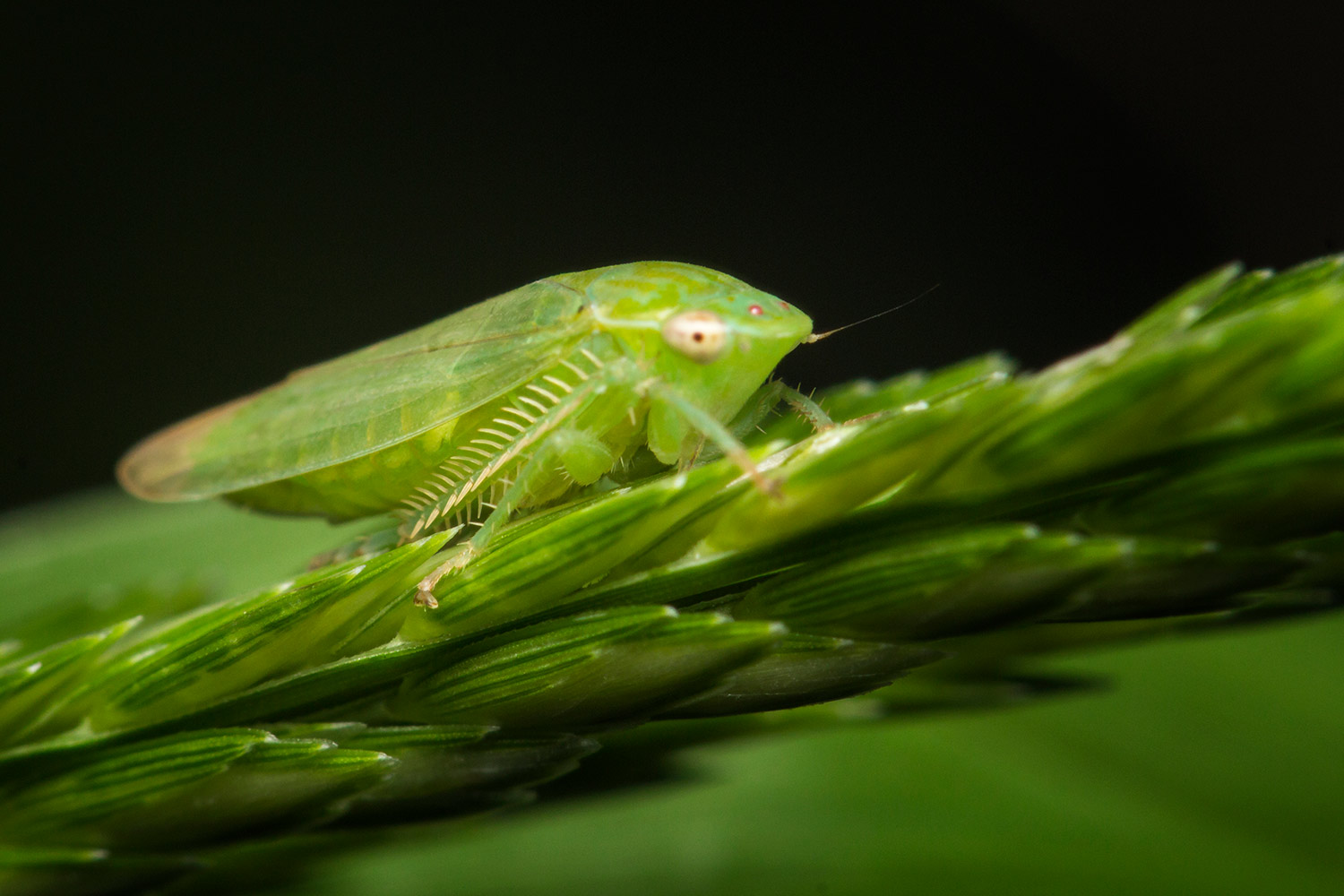 Gyponine Leafhopper Barbados