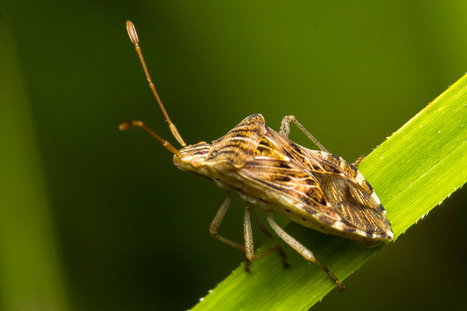Squash Bug Barbados