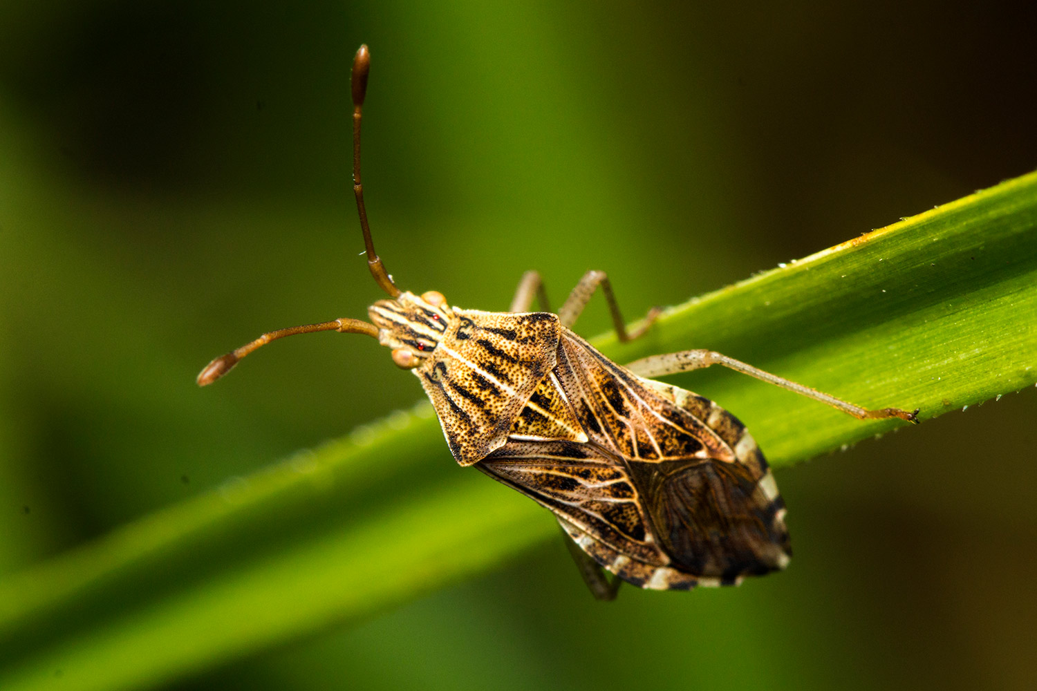 Squash Bug Barbados